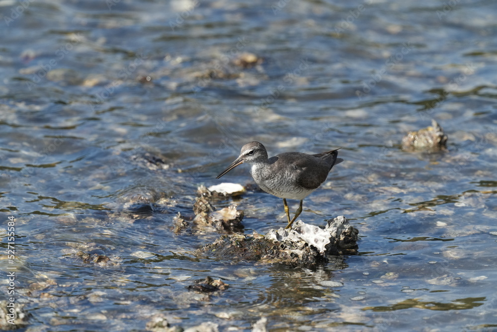 grey tailed tattler is hunting a crab grey tailed tattler is hunting a crab