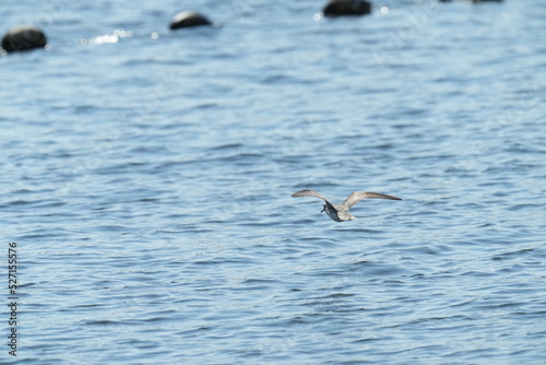 grey tailed tattler in flight