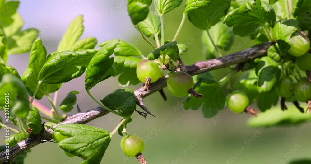 Green unripe gooseberry in windy weather, gooseberry branches with fruits swing in the wind Green unripe gooseberry in windy weather, gooseberry branches with fruits swing in the wind