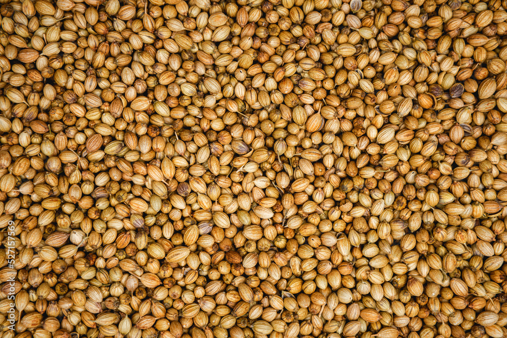 Flat lay background of dried coriander seeds used in Mediterranean and Asian cooking Flat lay background of dried coriander seeds used in Mediterranean and Asian cooking