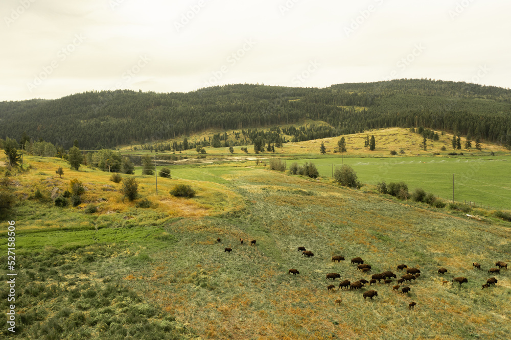 Fototapeta premium cattle in hilly fields