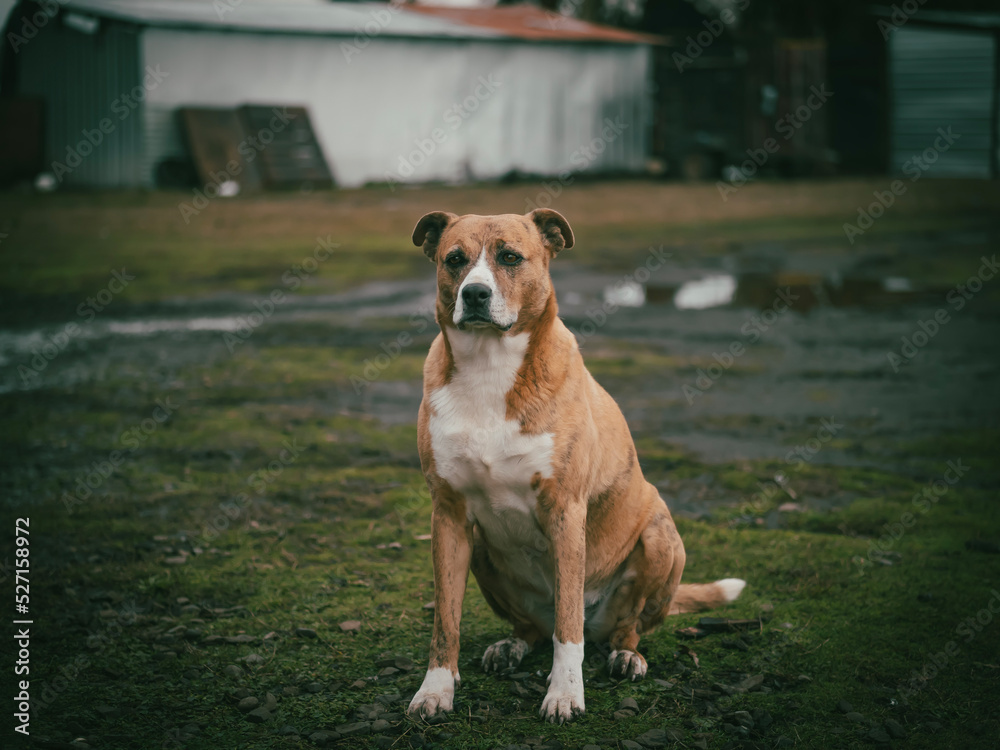 perro guardian 