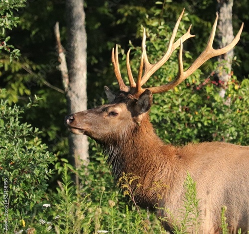 Male Bull Elk at Benezette PA