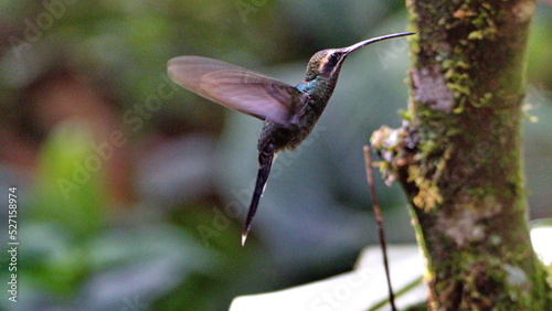 White-whiskered hermit (Phaethornis yaruqui) in flight in Mindo, Ecuador