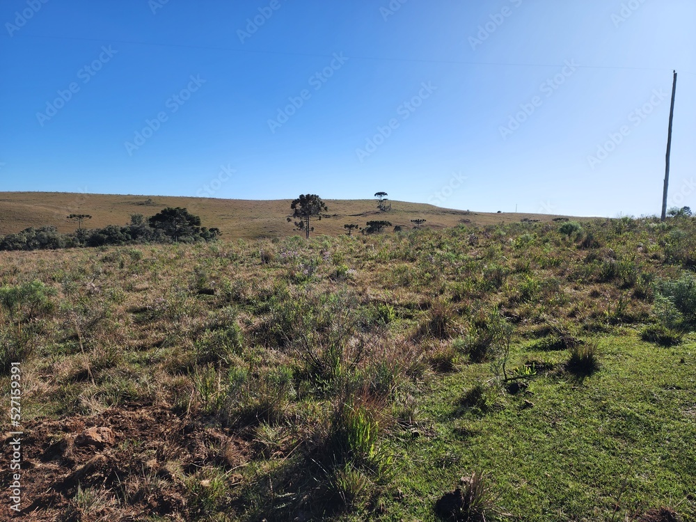 Obraz premium campo para pecuária