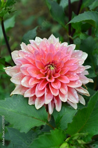 テンジクボタン（天竺牡丹）ダリア