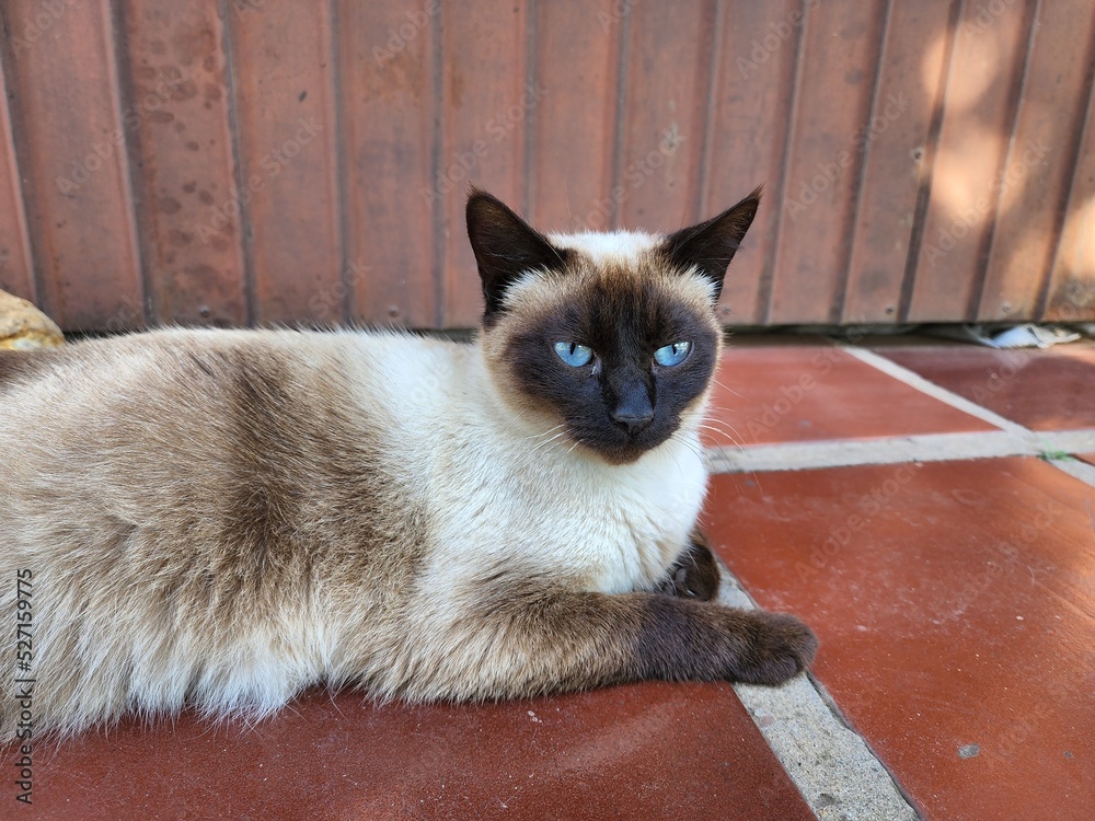 gato olhos azuis