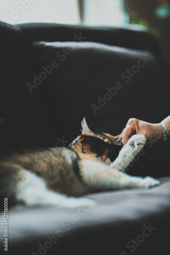 cool cat with shades