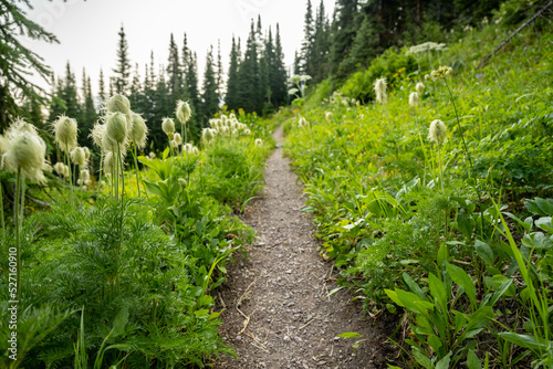 Anemone Flowers Flank Narrow Trail On The Way to Pitamakan Lake photo