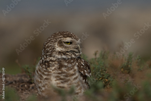  great owl - Pequen