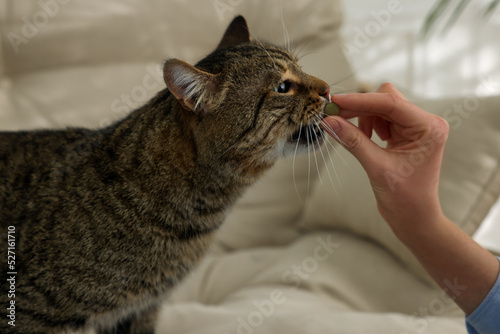 Woman giving pill to cute cat at home, closeup. Vitamins for animal