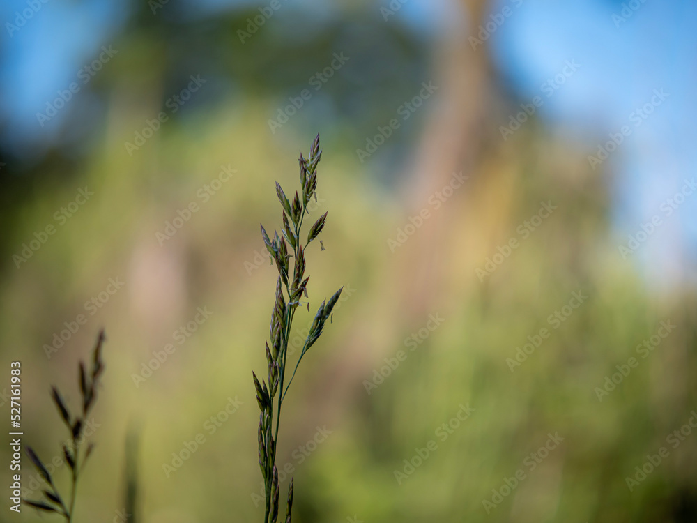 Fototapeta premium grass in the wind
