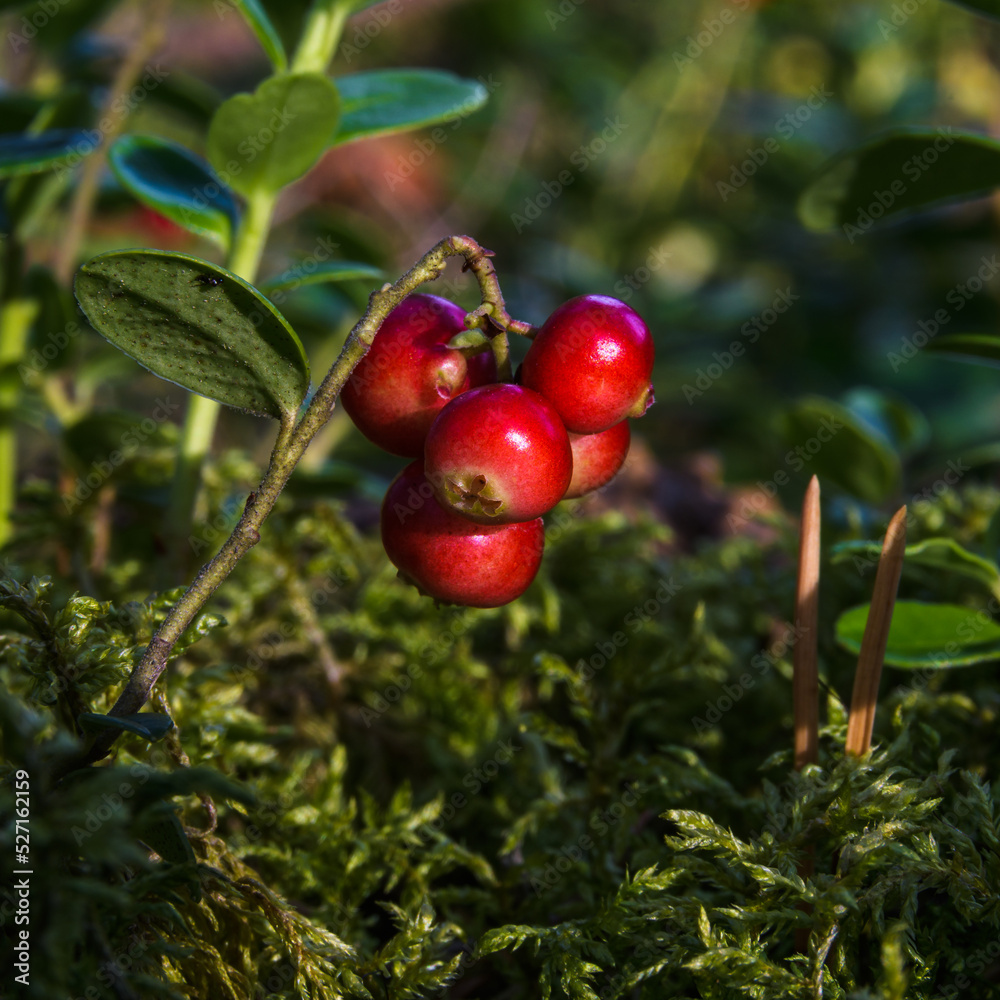 A bunch of ripe red lingonberries close-up, on a twig of a bush in green forest moss, summer sunny evening. A bunch of ripe red lingonberries close-up, on a twig of a bush in green forest moss, summer sunny evening.