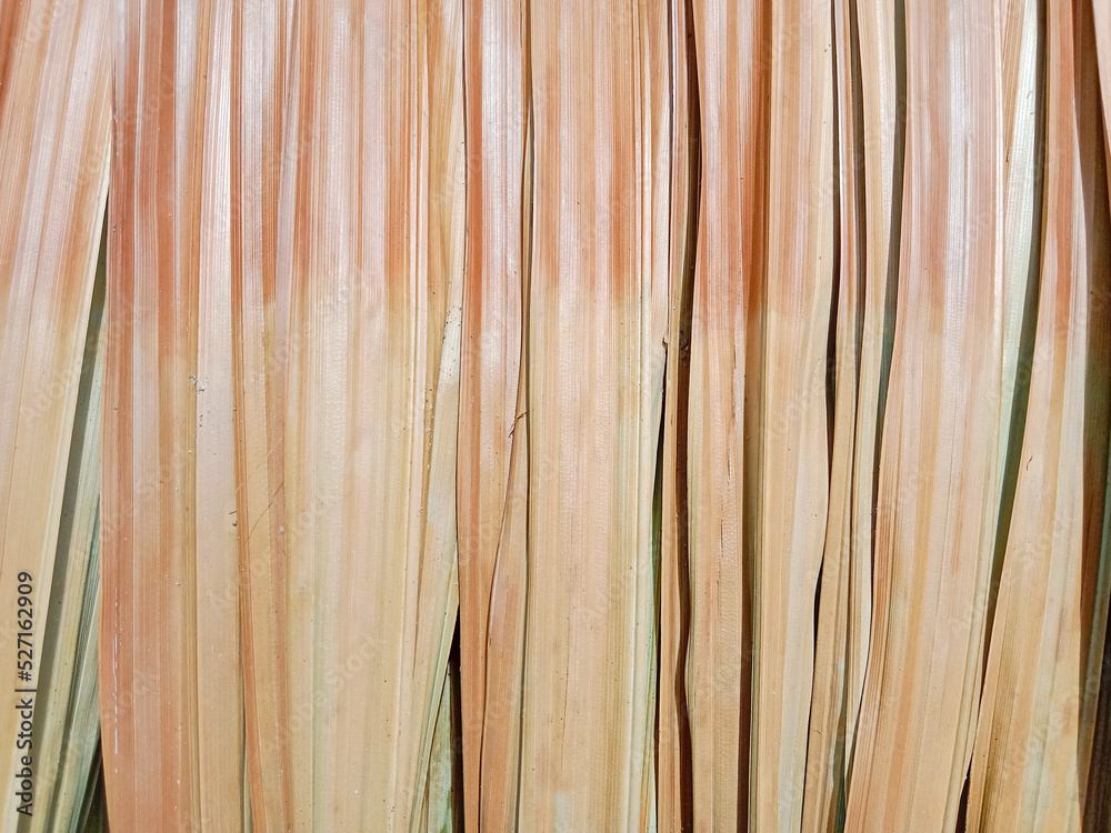 Dried sago palm leaves. Sago palm leaves texture. Sago palm for roof of hut. Dried sago palm leaves. Sago palm leaves texture. Sago palm for roof of hut.