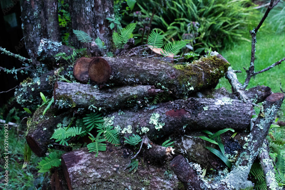 pila de troncos de madera con musgo y helechos en el bosque pila de troncos de madera con musgo y helechos en el bosque