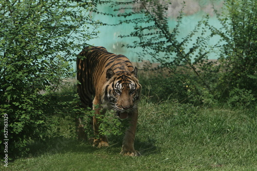 tiger in the zoo