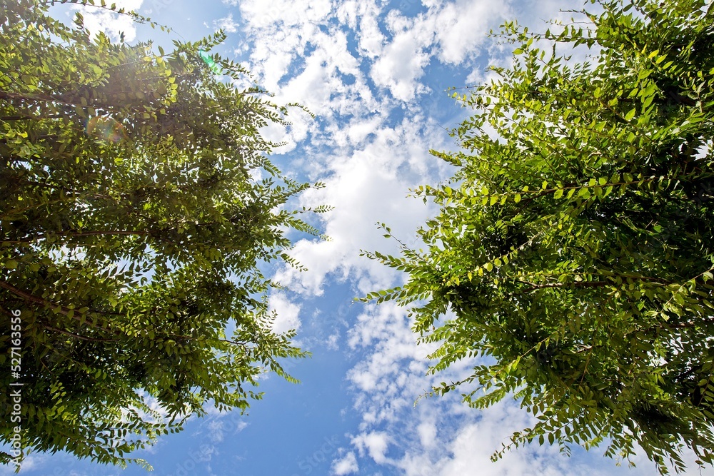 Obraz premium sun shining through trees