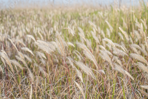 golden wheat field © 박효철