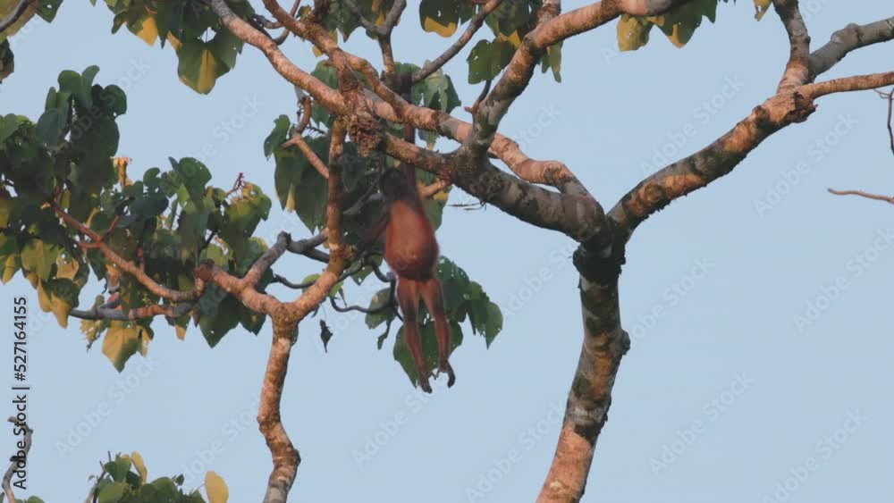 a slow motion shot of a spider monkey hanging in a large rainforest tree at corcovado national park of costa rica