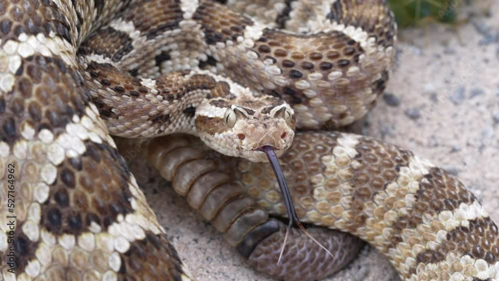 California Baja Rattlesnake flicking her tongue. California Baja Rattlesnake flicking her tongue.
