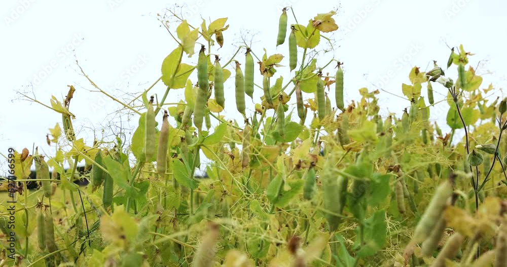 Yellowing pea pods in the field, growing pea plants to produce food Yellowing pea pods in the field, growing pea plants to produce food