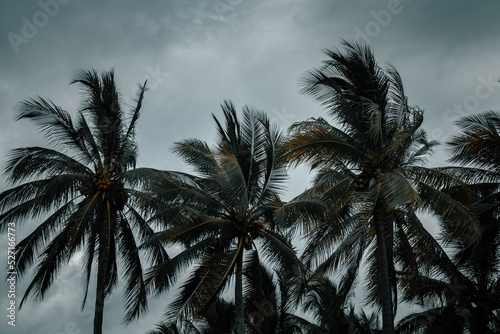 beautiful palm trees perfect on a cloudy and rainy day, perfect for a family day at the beach 