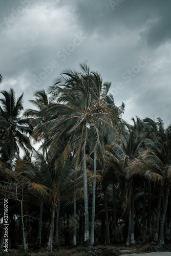 beautiful palm trees perfect on a cloudy and rainy day, perfect for a family day at the beach 
