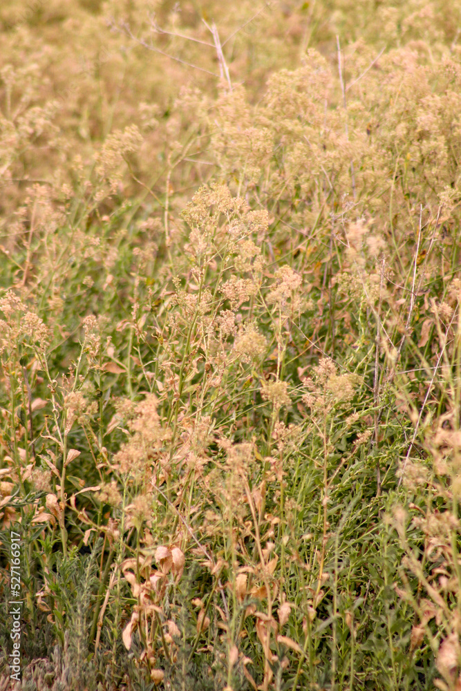 grass in the wind grass in the wind