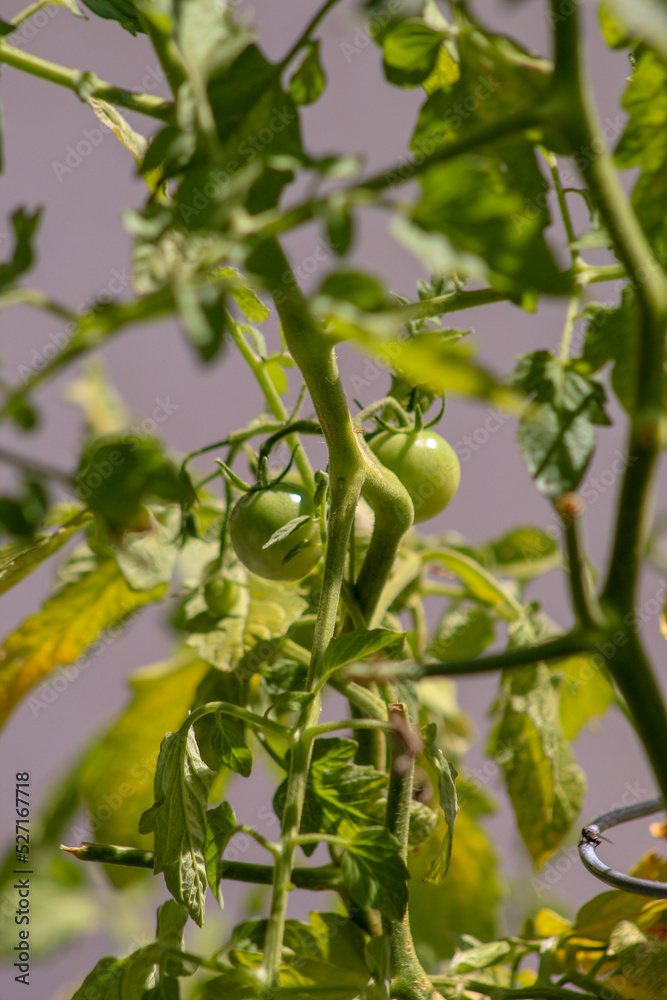 green tomatoes