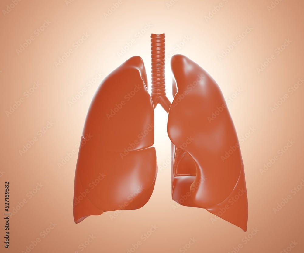 Fototapeta premium Isolated front view healthy human lungs 3d rendering