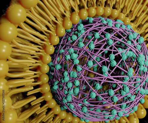 Lipid-coated polymeric nanoparticles for drug delivery 