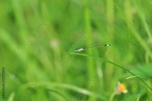 the dragonfly lands on the grass stalk