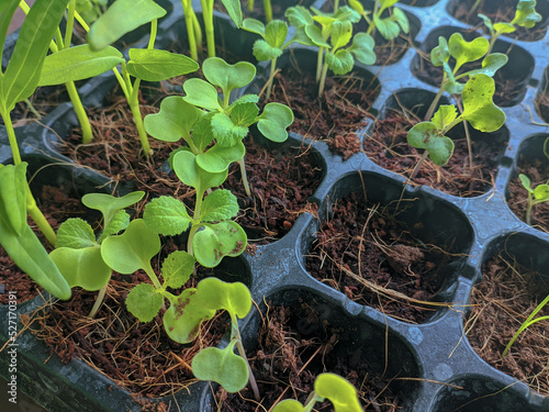 Breeding various types of vegetables with cocopeat growing media photo