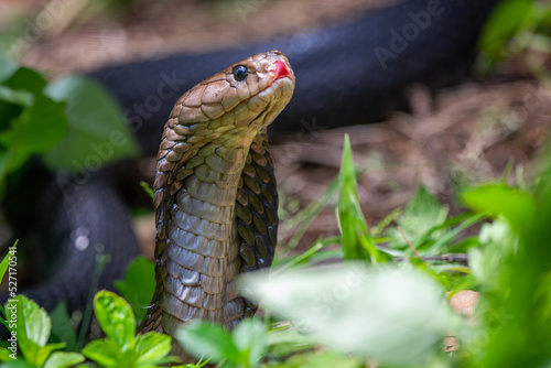 A Javan spitting cobra snake Naja sputatrix in the grass photo