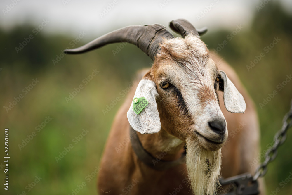 local agriculture, farmer's day on october 12. pet, goat for milk and cheese production, natural products with their own hands. local agriculture, farmer's day on october 12. pet, goat for milk and cheese production, natural products with their own hands.