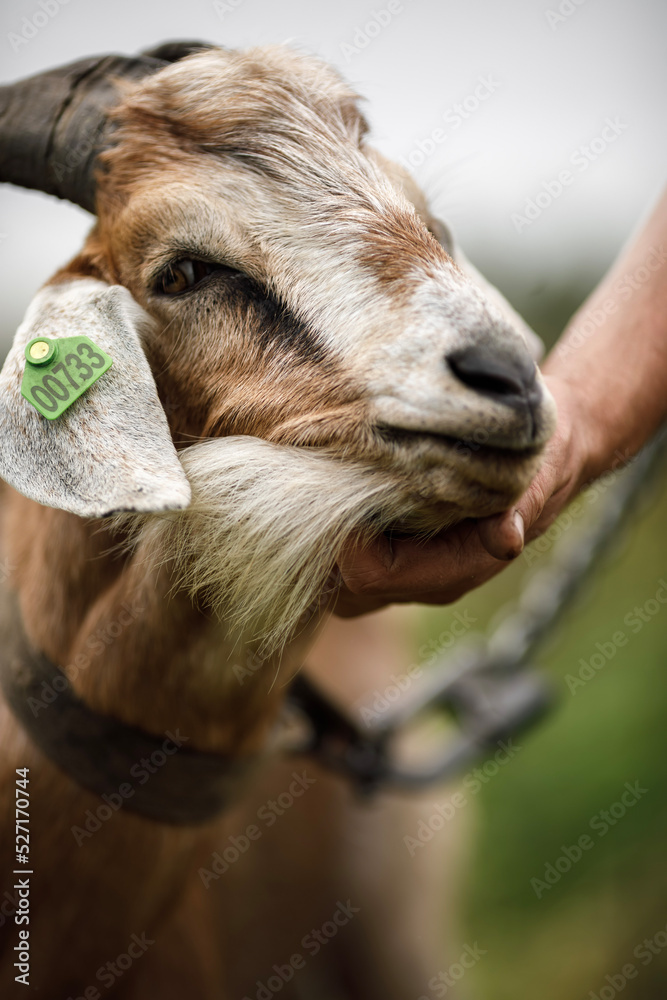 local agriculture, farmer's day on october 12. pet, goat for milk and cheese production, natural products with their own hands. local agriculture, farmer's day on october 12. pet, goat for milk and cheese production, natural products with their own hands.
