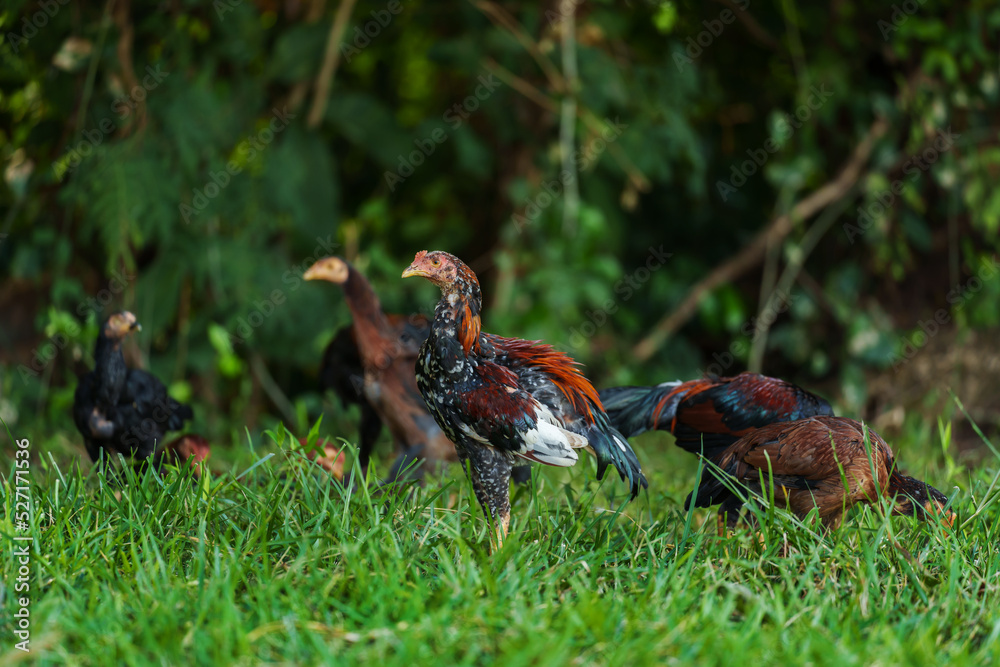 Fototapeta premium rooster cock and hen in grass field