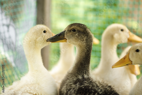 local agriculture, farmer's day 12 october. poultry, ducks, natural products with their own hands.