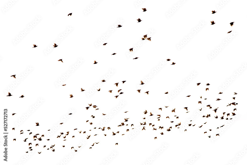 A large flock of birds isolated on a white background.