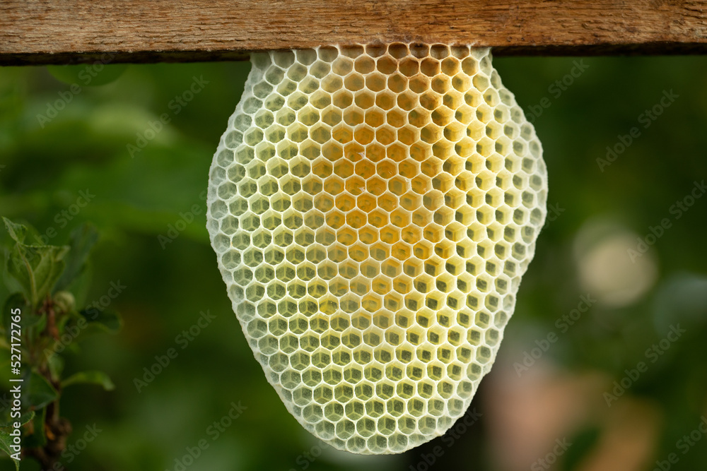 Honeycombs are built without human intervention. close up Honeycombs are built without human intervention. close up