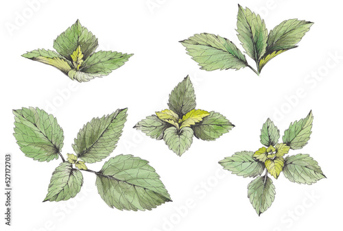 collection of watercolor illustrations of lemon balm, isolated on white background photo