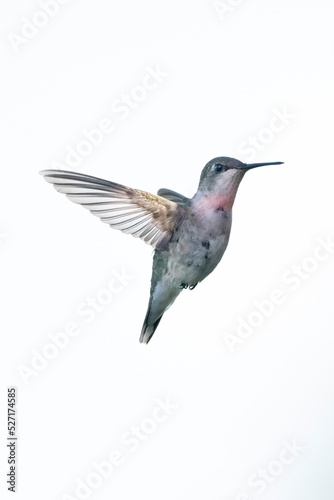 Ruby Throated Hummingbird (immature Male)