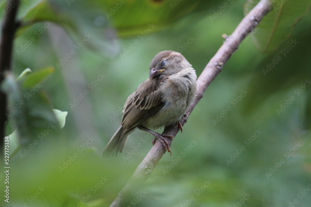 Fototapeta premium Little young sparrow sleep on the green tree branch