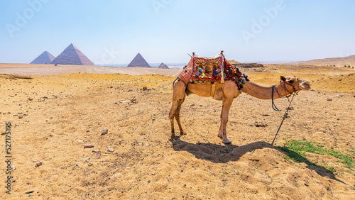 A Camel with a view of the pyramids at Giza, Egypt
