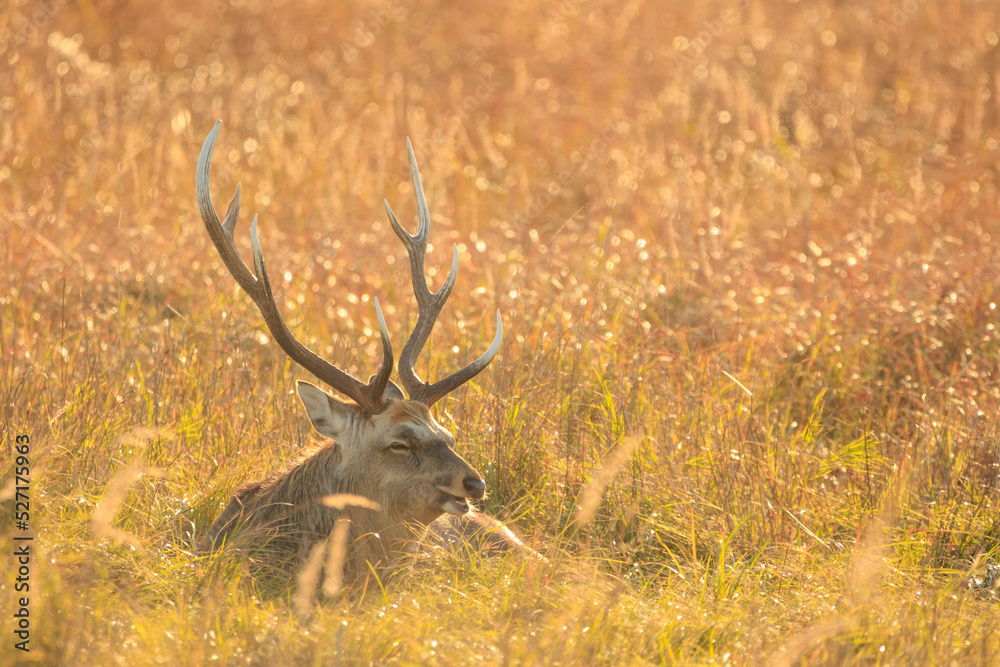 Obraz premium 夕日に染まる野付半島のエゾシカ「秋の北海道」