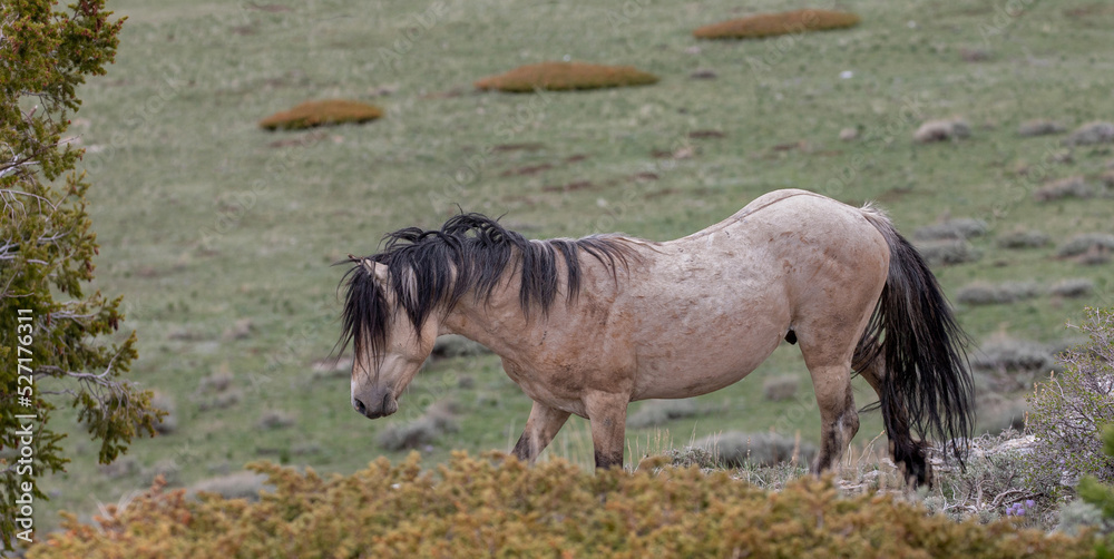 Buckskin wild horse stallion charging to the fight in the Pryor Mountains Wild Horse Range in Wyoming United States Buckskin wild horse stallion charging to the fight in the Pryor Mountains Wild Horse Range in Wyoming United States