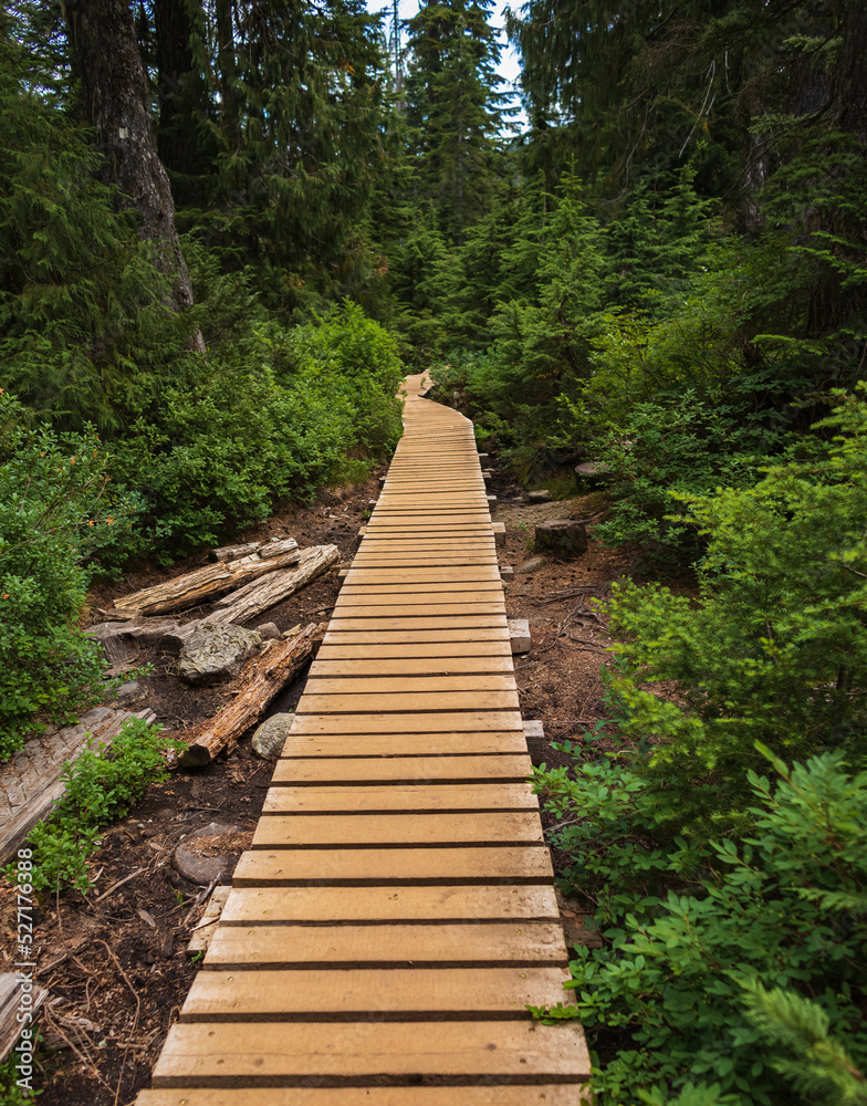 Fototapeta premium Path through temperate rain forest. Winding boardwalk in National Park, British Columbia Canada