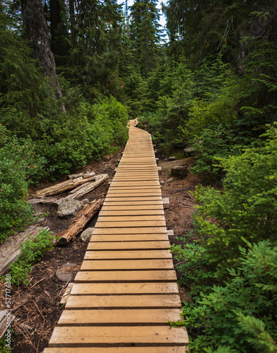 Path through temperate rain forest. Winding boardwalk in National Park, British Columbia Canada