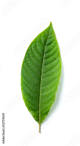 Kratom leaves green leafy plants have benefits to help reduce fat.