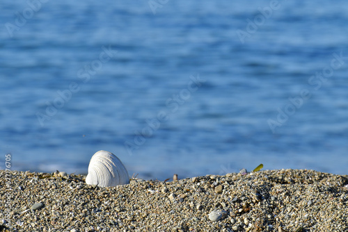 Rest on the seashore. A shell on the sandy seashore.